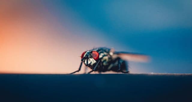 Skuteczne sposoby na odstraszenie much z elewacji – jak pozbyć się problemu na dobre Skuteczne sposoby na odstraszenie much z elewacji – jak pozbyć się problemu na dobre
